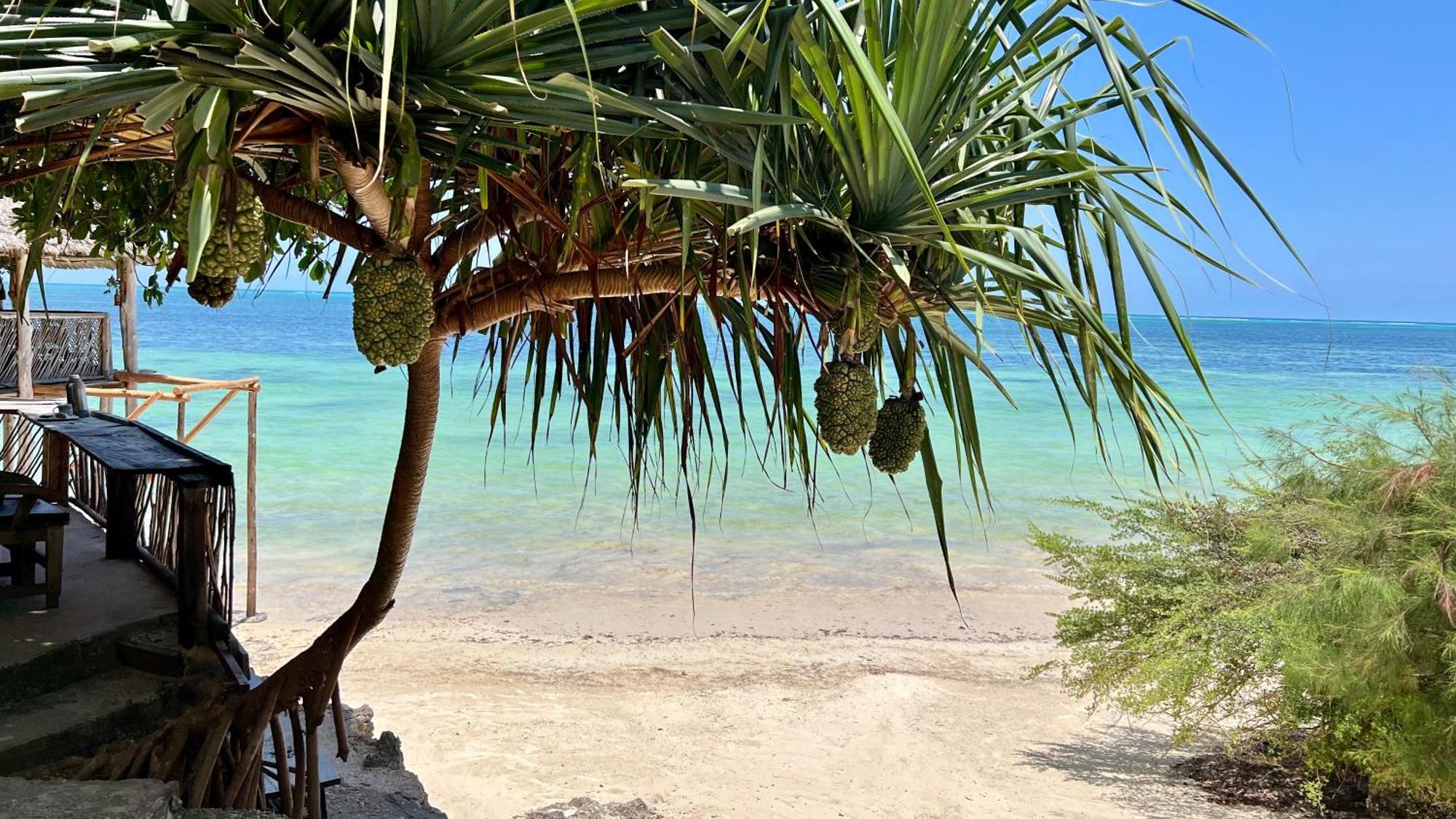 Z-Lodge Zanzibar Kiwengwa  Exteriör bild
